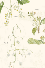 Hidden Blooms of the Forest—a special limited edition book.
