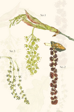 Hidden Blooms of the Forest—a special limited edition book.