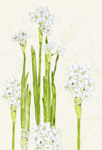 Winter Beauty—Boxed set of 8