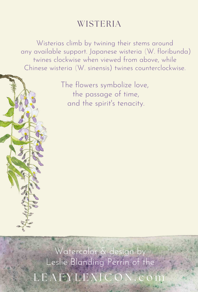 wisteriaback_1024x1024.png?v=