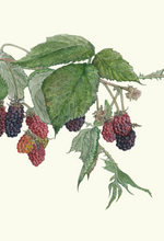 Choice Fruits—boxed set of 8