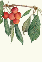 Choice Fruits—boxed set of 8
