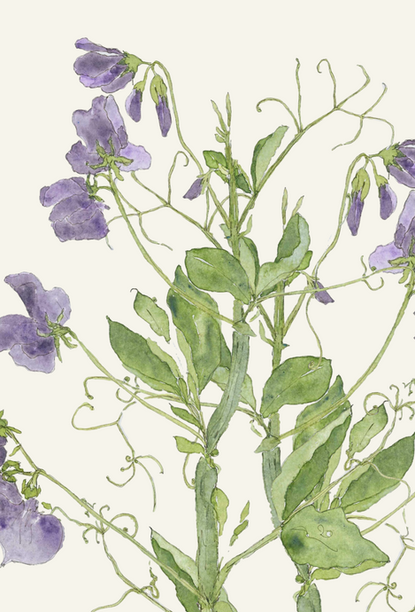 Sweet Pea greeting card