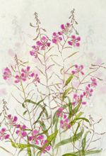 Fireweed greeting card