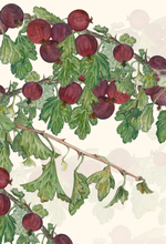 Choice Fruits—boxed set of 8