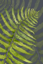 FERN greeting card
