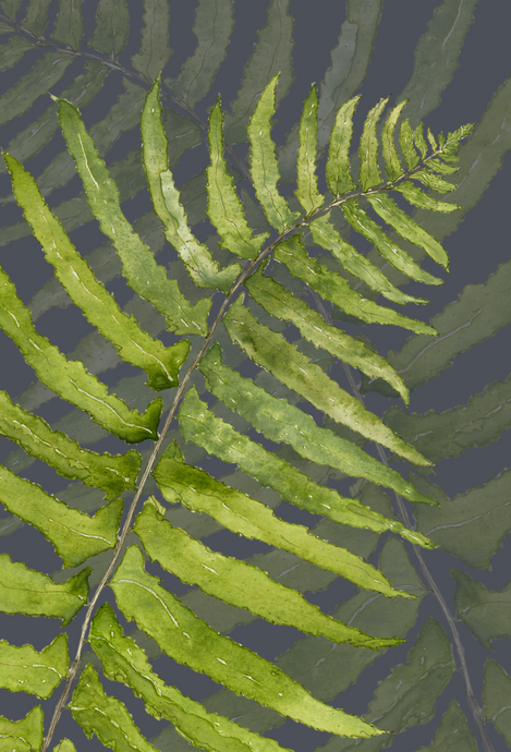 FERN greeting card