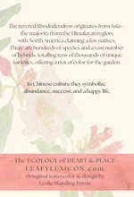 Rhododendron Garden greeting card
