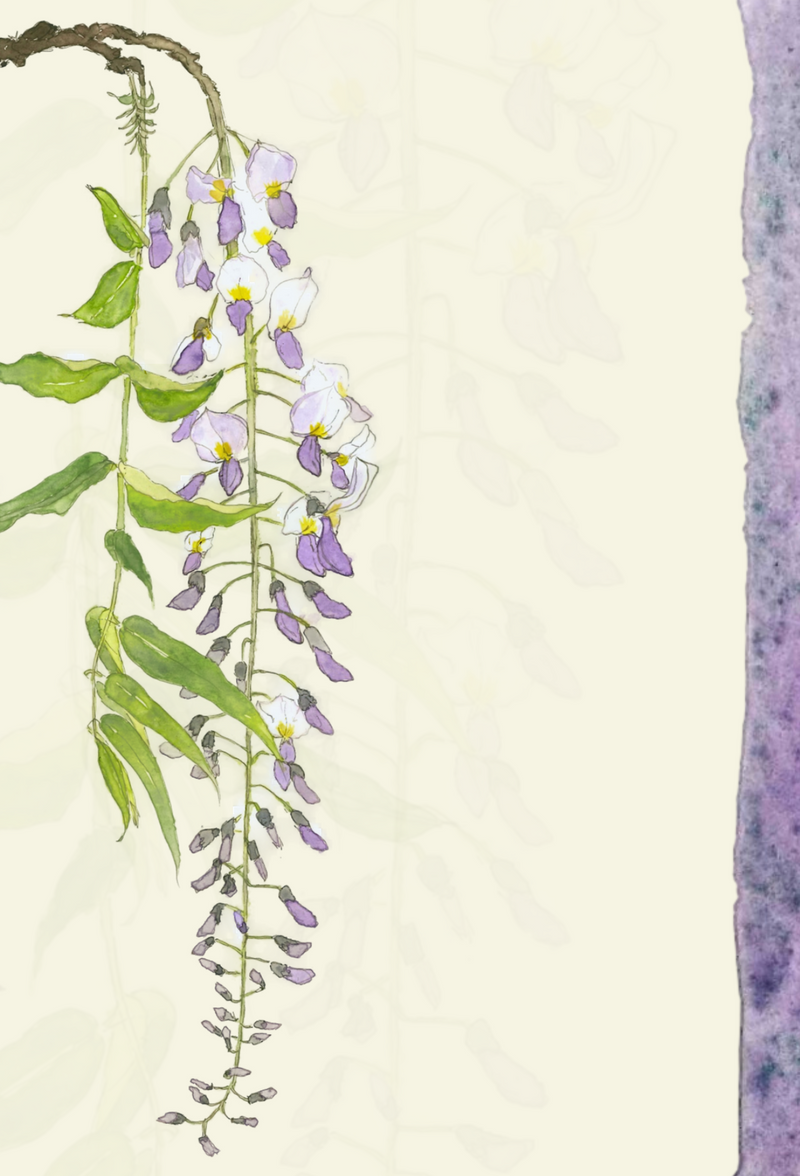 Wisteria greeting card – Leafy Lexicon
