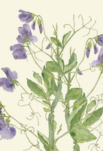 Sweet Pea greeting card