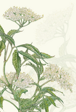 Elderberry greeting card