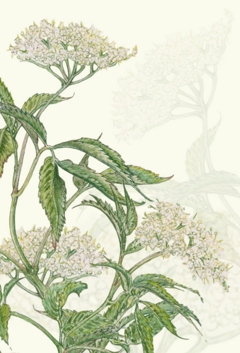 Elderberry greeting card