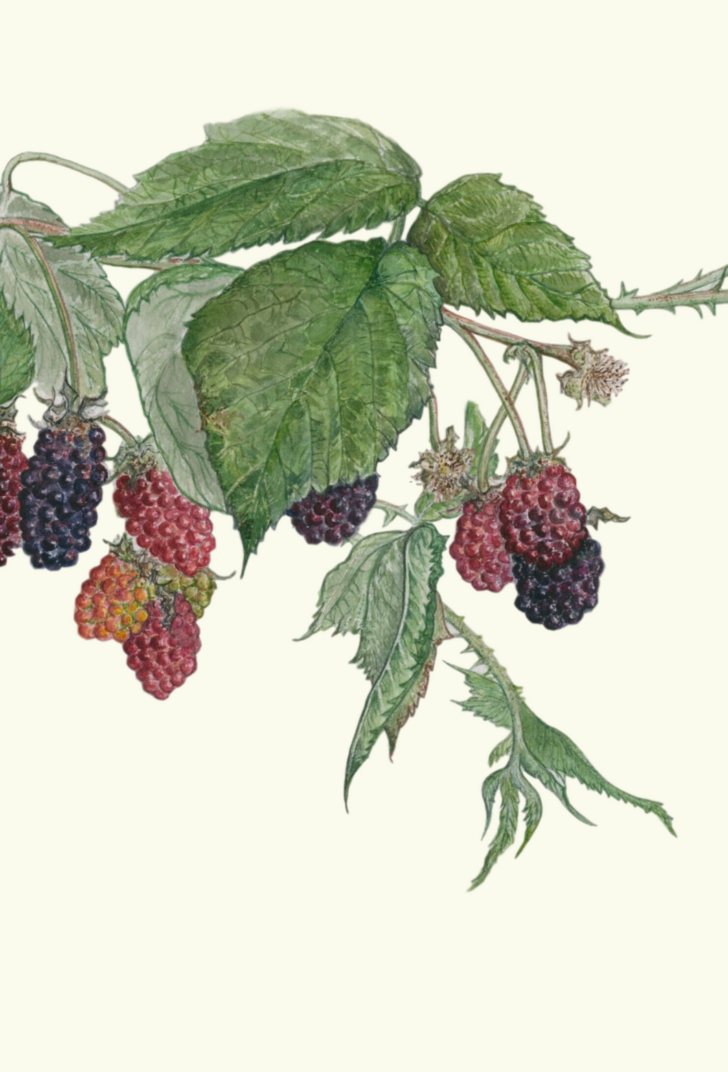 Marionberry greeting card