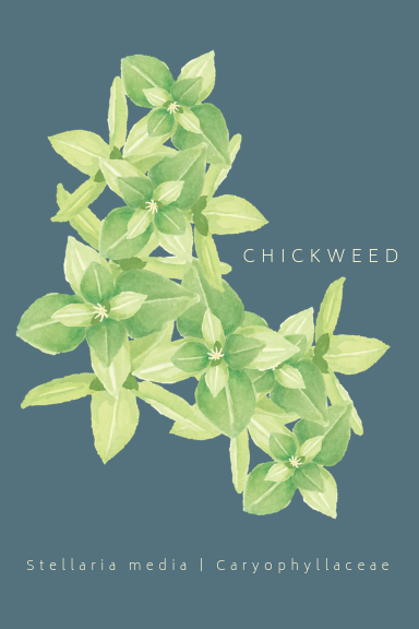 Chickweed Greeting Card