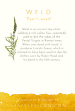 Weld—the Dyer's garden collection