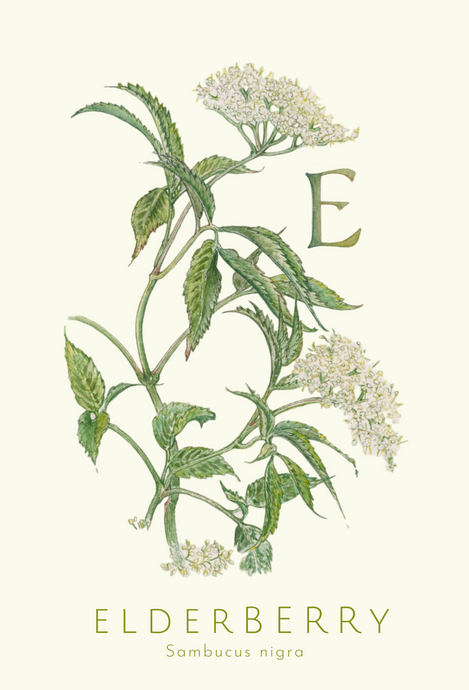 Elderberry greeting card