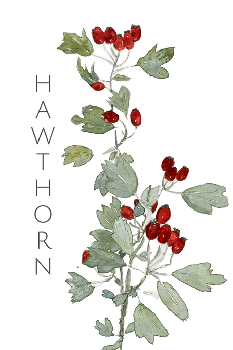 Hawthorn greeting card