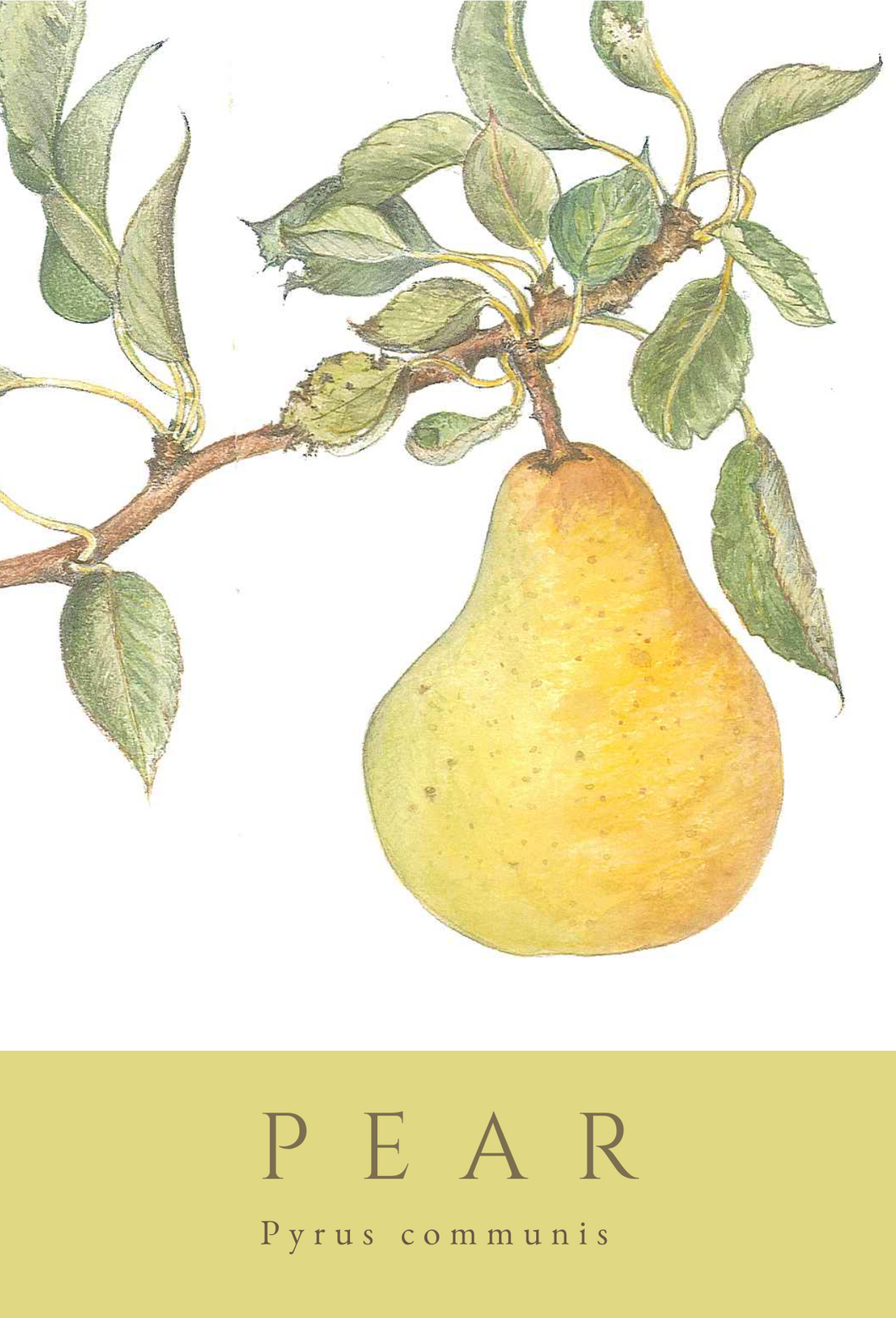 Pear greeting card