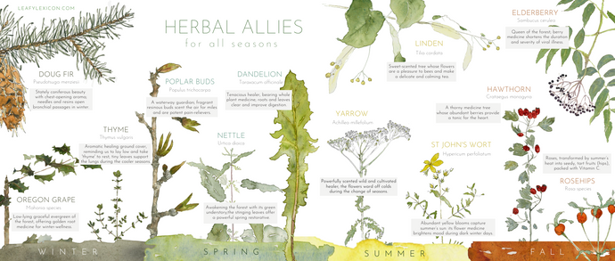 Herbal Allies for All Seasons—poster