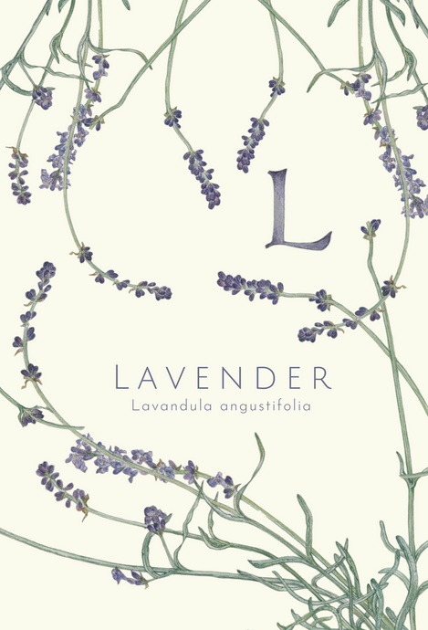 Lavender greeting card