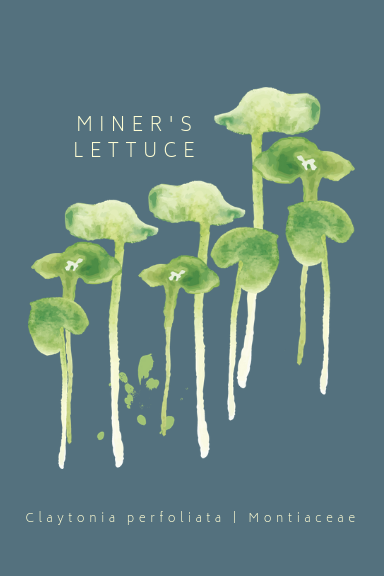 Miner's Lettuce Greeting Card