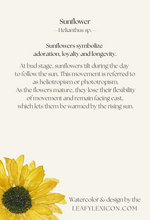 Sunflower greeting card