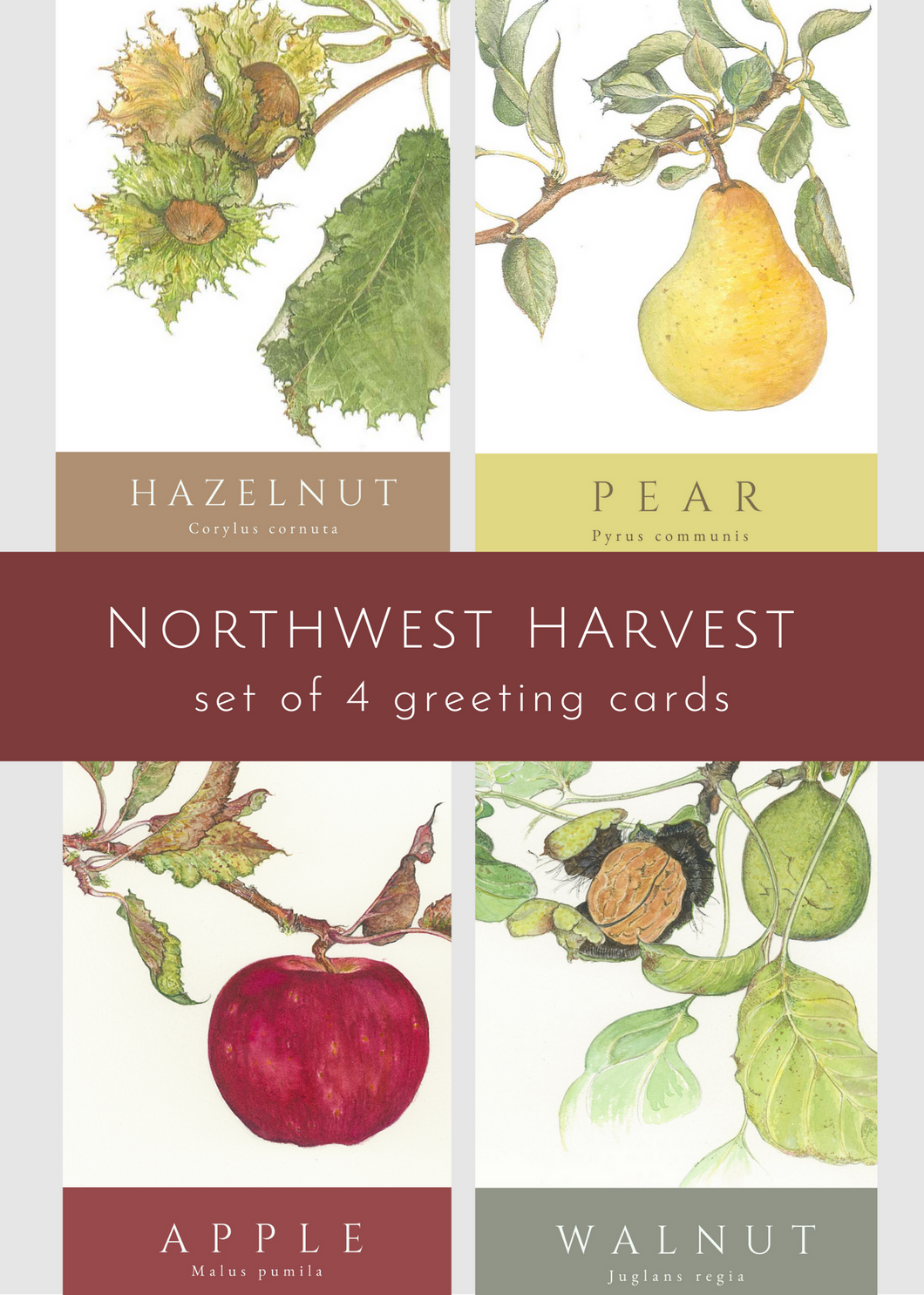 Northwest Harvest—set of 4
