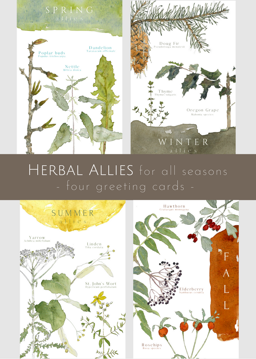 Herbal Allies, set of 4